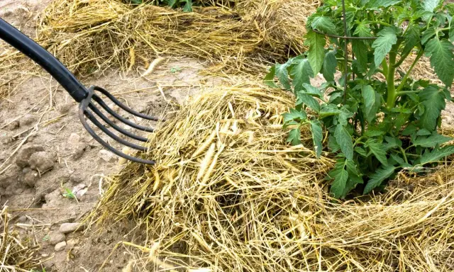 Un rastrillo negro mueve paja seca, creando un acolchado para plantas alrededor de un tomate.