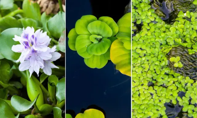 Tres tipos de plantas para estanques: jacinto de agua con flor lila, lechuga de agua verde y lenteja de agua cubriendo la superficie.