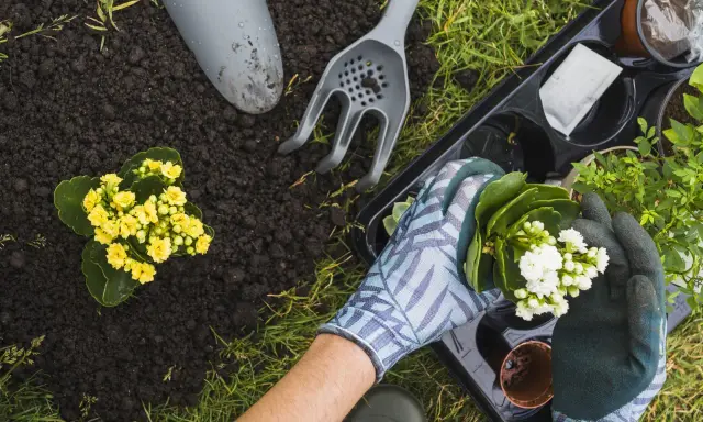 Manos enguantadas plantando flores blancas en un jardín en primavera. Tierra, pala y rastrillo cerca.