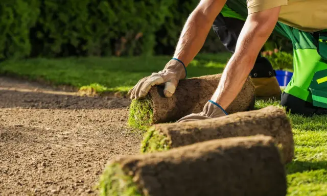 Hombre con guantes coloca rollos de césped en tierra preparada. Es el momento ideal para saber cuándo plantar césped y tener un jardín verde.