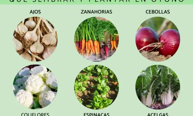 Ajos, zanahorias, cebollas, coliflores, espinacas y acelgas: descubre qué se siembra en agosto para tu huerto de otoño.