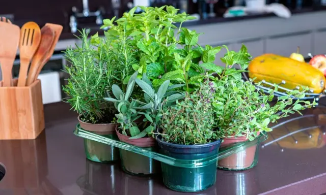 Variedad de hierbas aromáticas listas para cocinar: romero, menta, salvia y tomillo. Un placer para el paladar y la vista al plantar hierbas aromáticas.