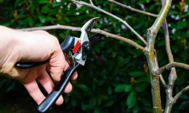 Mano podando una rama de manzano con tijeras de podar. Es el momento ideal cuando se podan los manzanos para asegurar una buena cosecha.