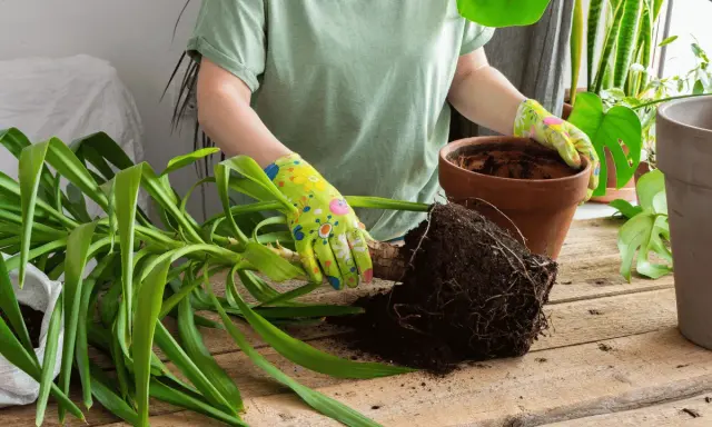 Manos enguantadas sacando una planta con raíces de una maceta para trasplantar una planta de una maceta a otra.