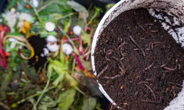 Lombrices en compost, el mejor abono para huerto. Restos orgánicos en descomposición al fondo.