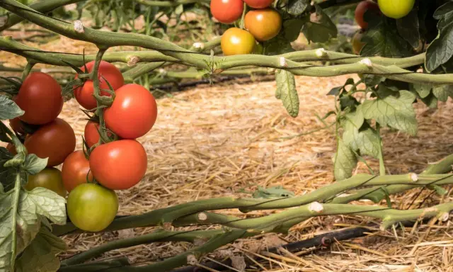 Tomates madurando en la planta, listos para cosechar. Es un buen momento para pensar qué plantar en junio y disfrutar de tus propias cosechas.