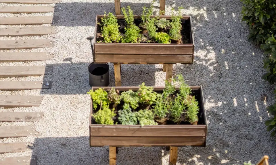 Dos jardineras elevadas con hierbas aromáticas, ideales para saber qué plantar en un huerto. Un camino de madera y grava acompaña.