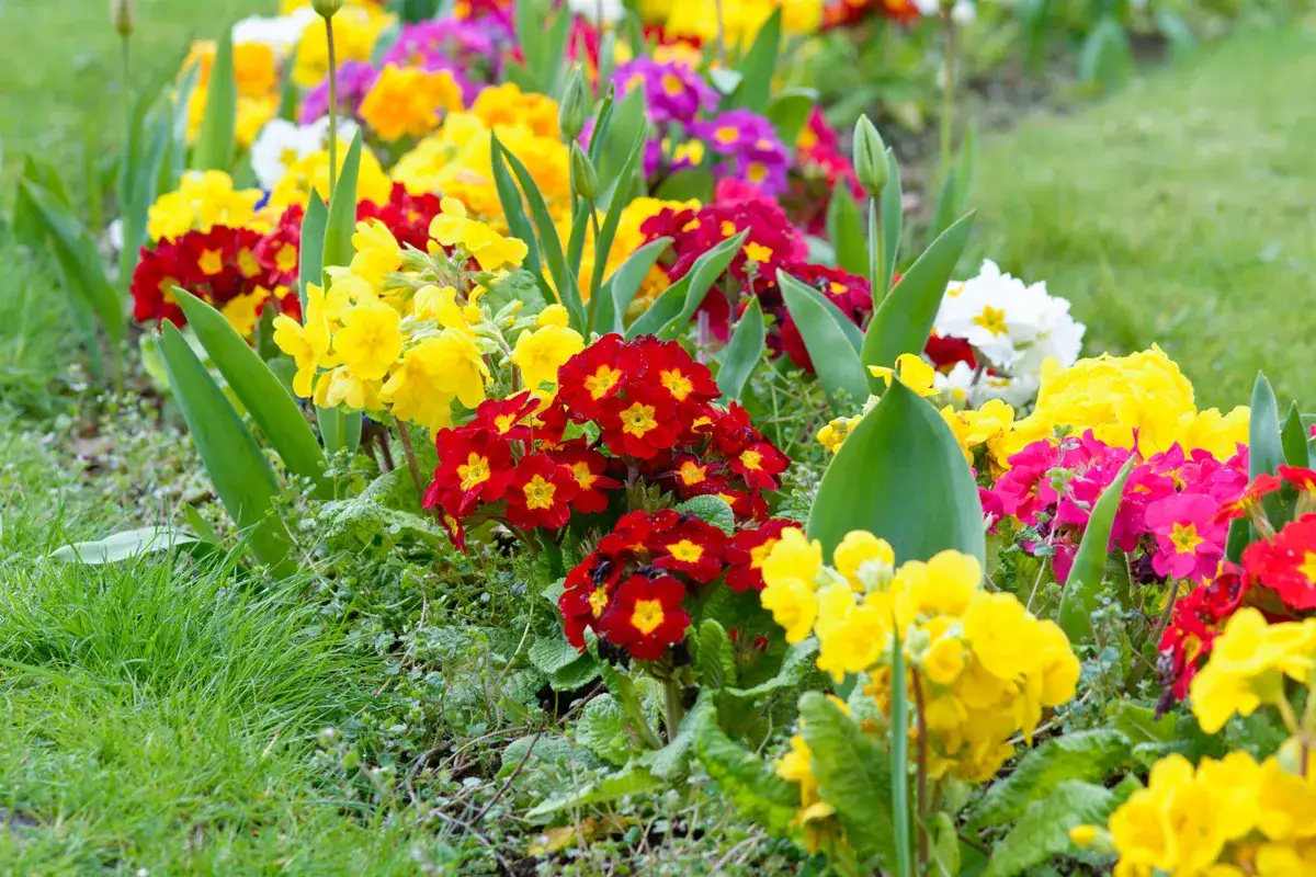 Un vibrante jardín en primavera, lleno de flores rojas, amarillas, rosas y moradas.