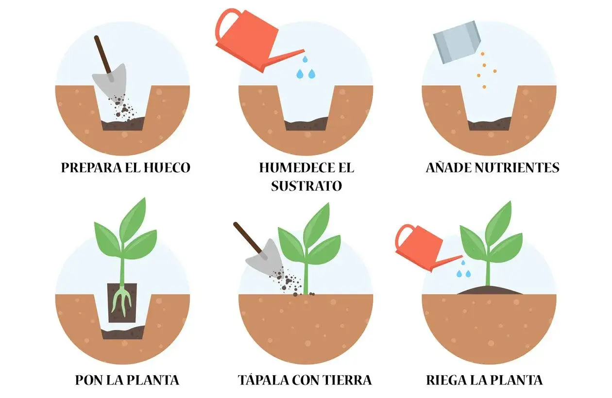 Ilustraci&oacute;n paso a paso para trasplantar una planta de una maceta a otra: prepara el hueco, humedece, a&ntilde;ade nutrientes, pon la planta, t&aacute;pala y riega.