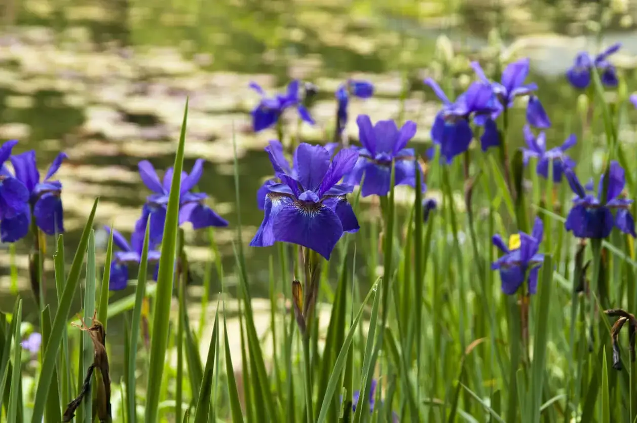 Hermosas plantas de estanque, lirios morados vibrantes, florecen junto a la orilla, reflejándose en el agua.