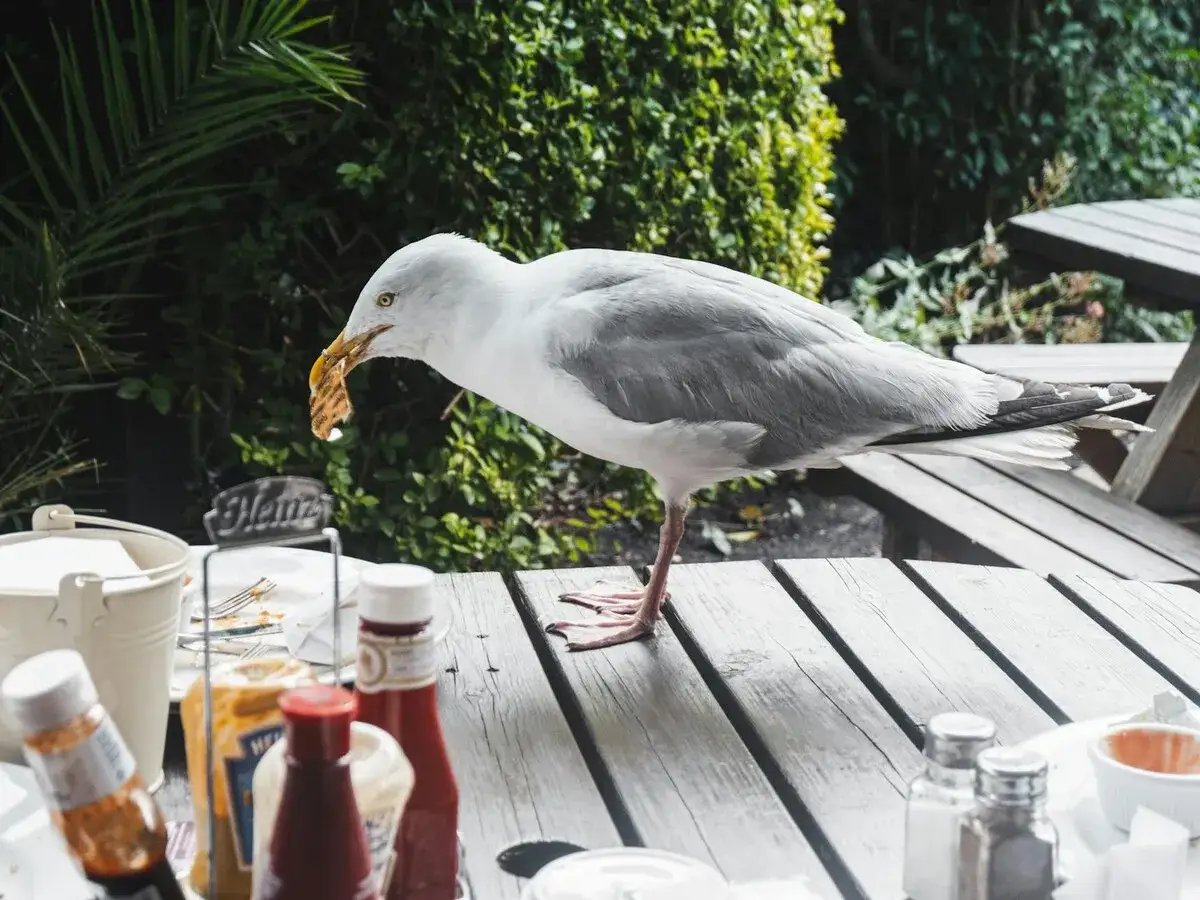 Gaviota roba comida en mesa de picnic. Quizás busca remedios caseros para ahuyentar gaviotas.