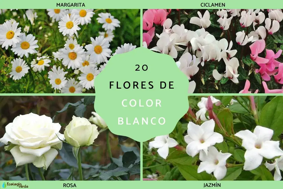 Margaritas, ciclámenes, rosas y jazmines, una hermosa colección de flor blanca que ilumina la vista.