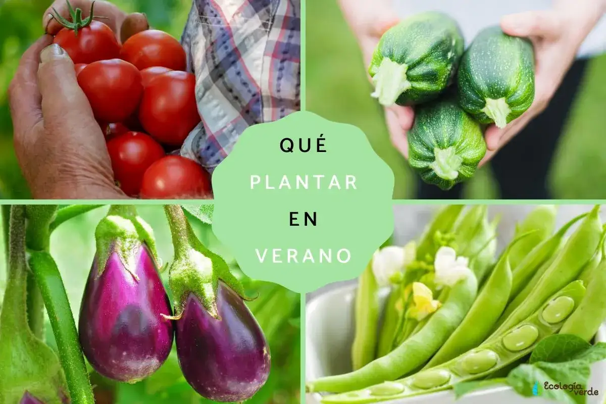 Manos cosechando tomates, calabacines, berenjenas y judías. ¡Ideas de qué plantar en junio para tu huerto de verano!