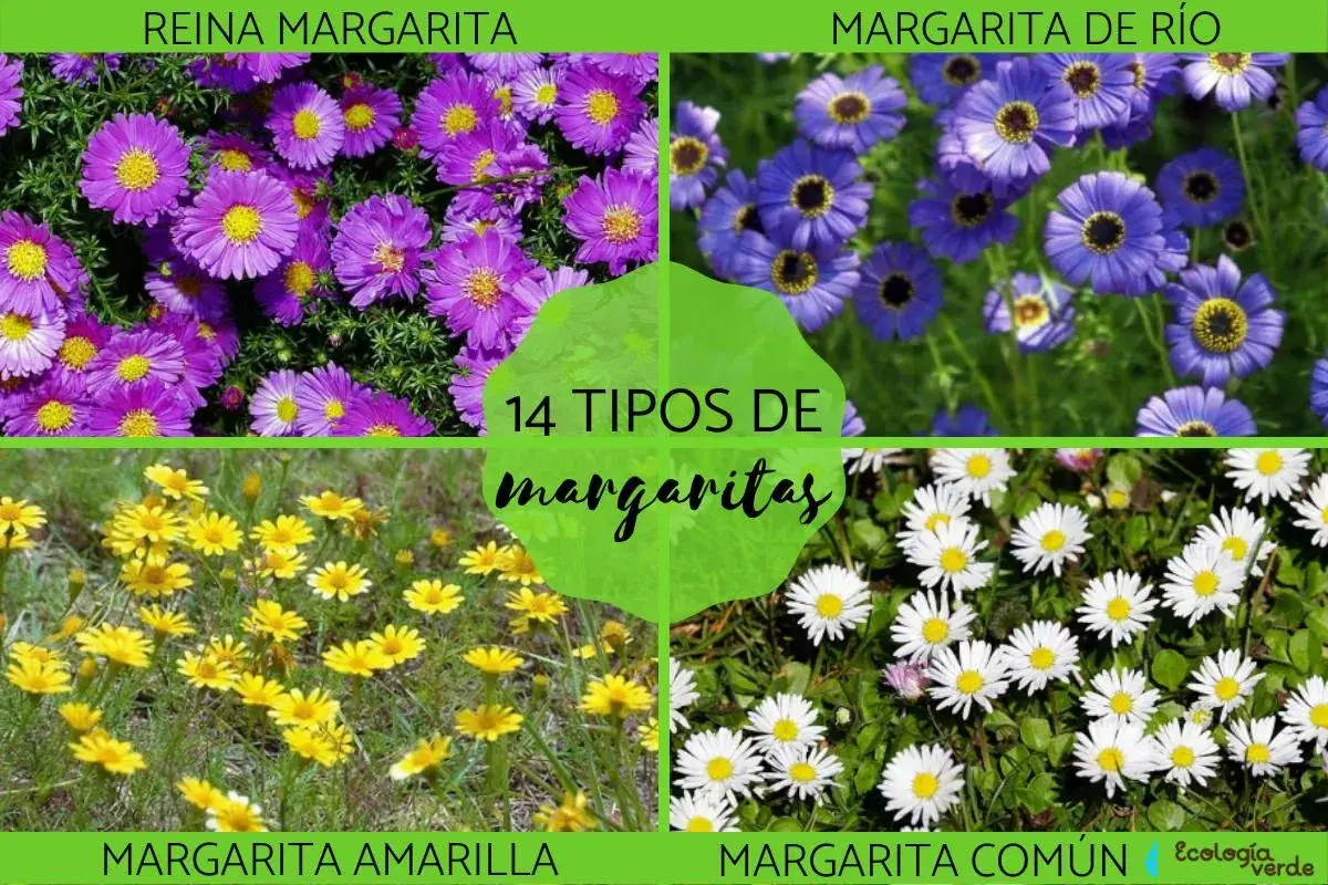 Cuatro imágenes muestran diferentes tipos de margaritas: moradas, azules, amarillas y blancas.