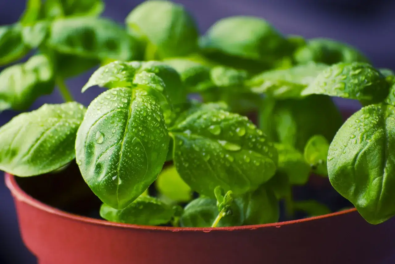 Plantar hierbas aromáticas es fácil. Hojas verdes y frescas de albahaca con gotas de agua en una maceta roja.