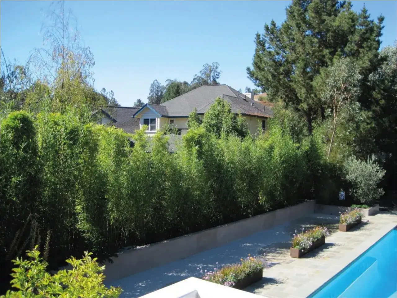 Un muro de plantas tapar vistas vecino, creando un oasis privado junto a la piscina.
