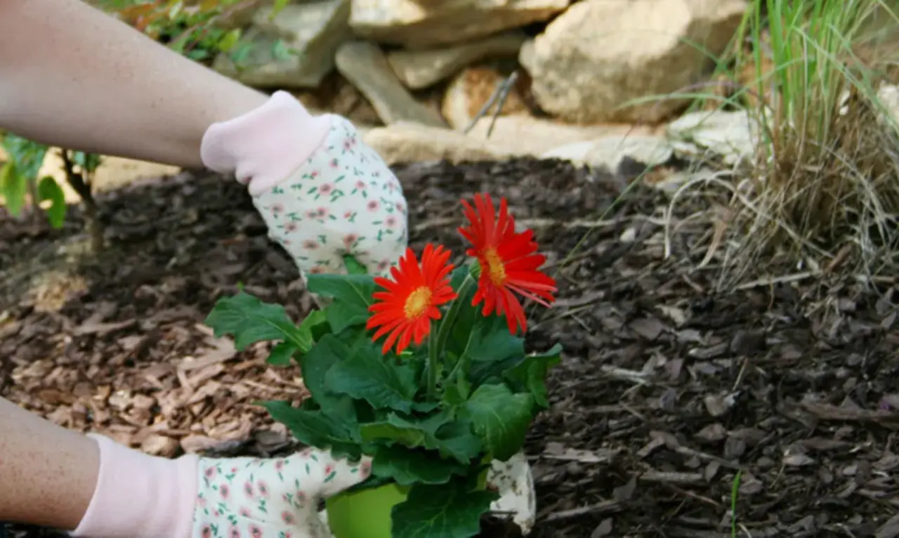 Manos enguantadas plantan gerberas rojas sobre acolchado para plantas.