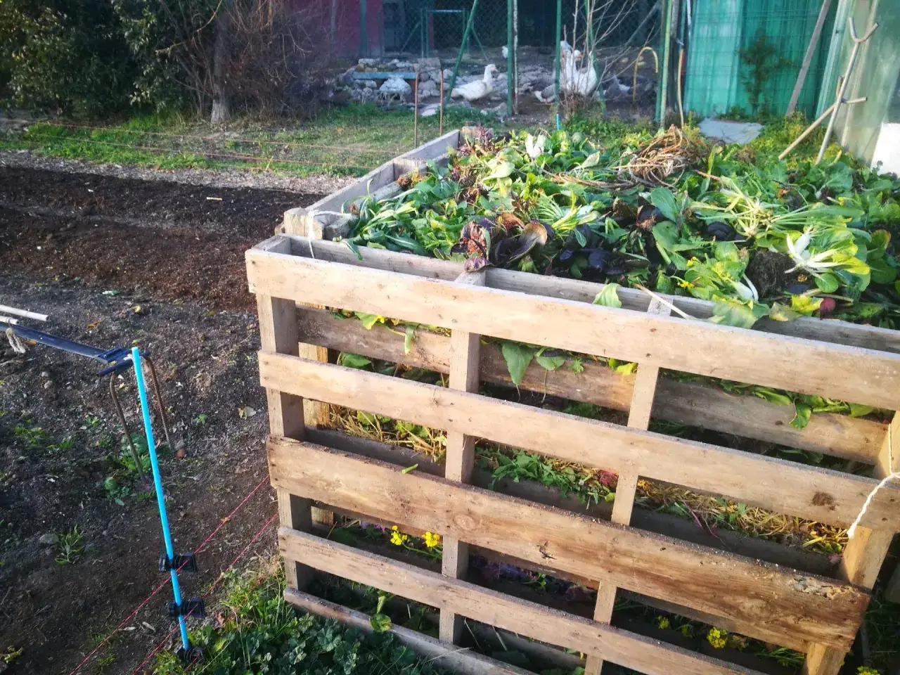 Compostera de madera al aire libre, llena de restos vegetales. Un huerto en proceso de hacer compost.
