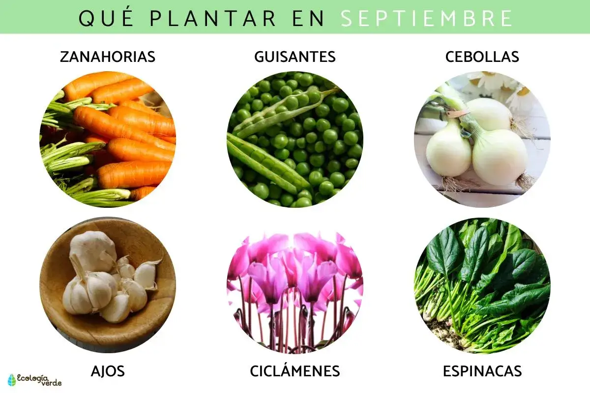 ¿Qué sembrar en septiembre en España? Zanahorias, guisantes, cebollas, ajos, ciclámenes y espinacas.