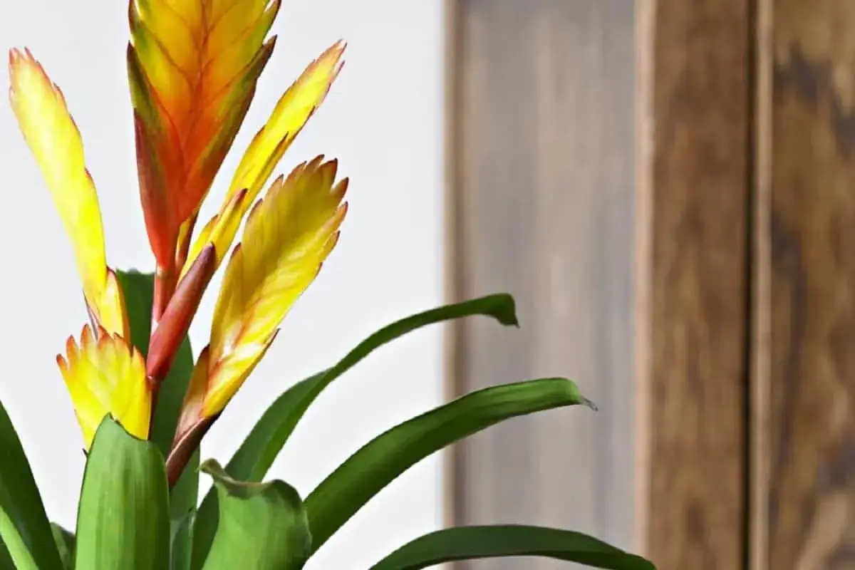 Bromelia vibrante con hojas verdes y flores amarillas y rojas. Consejos para sus cuidados.