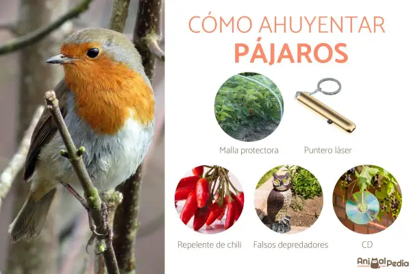 Un petirrojo posa mientras la imagen muestra cómo ahuyentar pájaros con malla, puntero láser, chile, búhos falsos y CDs.