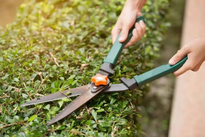 Manos podando un seto con tijeras de podar. Hay varios tipos de tijeras de podar, pero estas son ideales para arbustos.