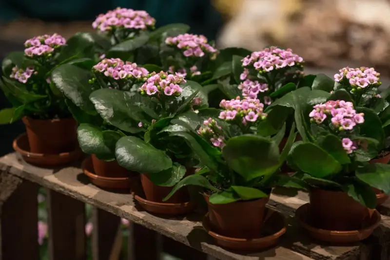 Plantas de kalanchoe blossfeldiana con flores rosadas y hojas verdes, dispuestas en macetas sobre una caja de madera.